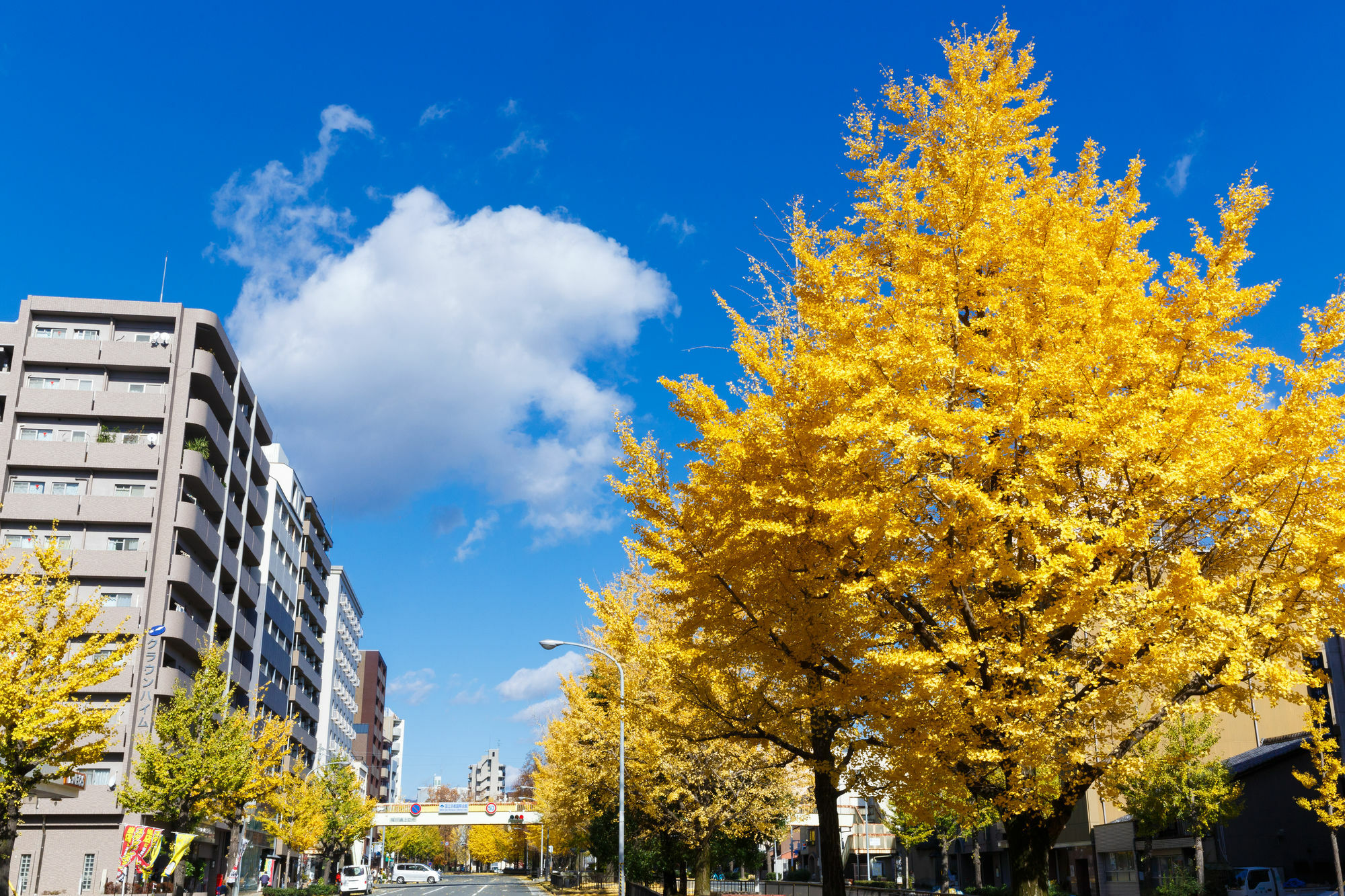 Kyoto City Hotel 3*